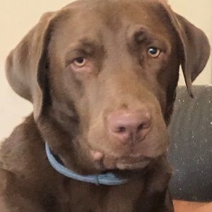 Meet your Posher, Vasiko